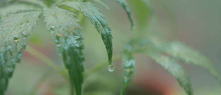 Self-watering system